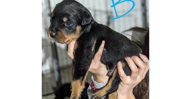 Beautiful Baby Rotties