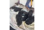 3 boy and 5 girl Cane Corso puppies for sale