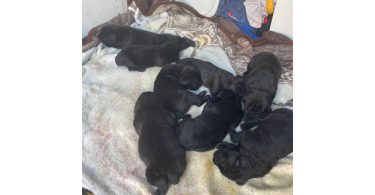3 boy and 5 girl Cane Corso puppies for sale
