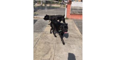 3 boy and 5 girl Cane Corso puppies for sale