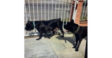 3 boy and 5 girl Cane Corso puppies for sale