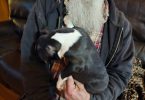 Sweet female Boston terrier puppy