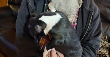Sweet female Boston terrier puppy