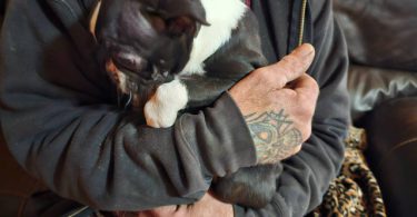 Sweet female Boston terrier puppy