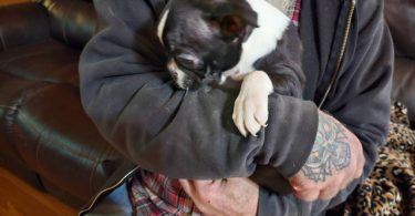 Sweet female Boston terrier puppy