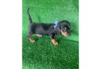 Beautiful Dachshund Beagle mix puppies