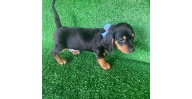 Beautiful Dachshund Beagle mix puppies