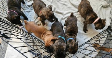 3 brindle & 2 reverse brindle Boxer puppies for sale