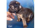 4 Pitbull terrier mix puppies for adoption