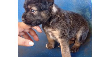 4 Pitbull terrier mix puppies for adoption