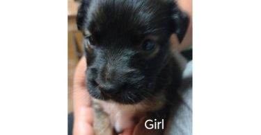 4 Pitbull terrier mix puppies for adoption