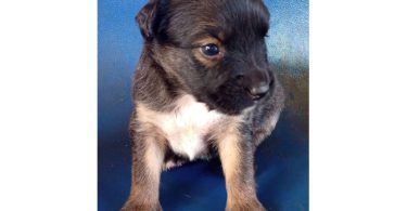 4 Pitbull terrier mix puppies for adoption