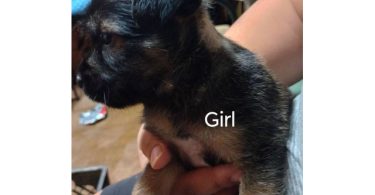4 Pitbull terrier mix puppies for adoption