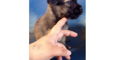 4 Pitbull terrier mix puppies for adoption
