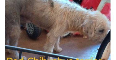 4 Pitbull terrier mix puppies for adoption