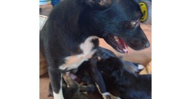 4 Pitbull terrier mix puppies for adoption