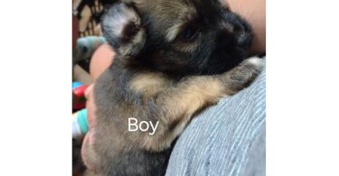 4 Pitbull terrier mix puppies for adoption