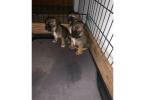 3 Cute Chug Puppies for sale