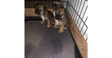 3 Cute Chug Puppies for sale