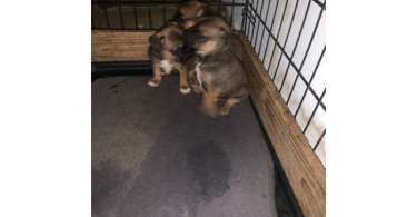 3 Cute Chug Puppies for sale