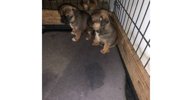 3 Cute Chug Puppies for sale