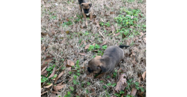 3 Cute Chug Puppies for sale