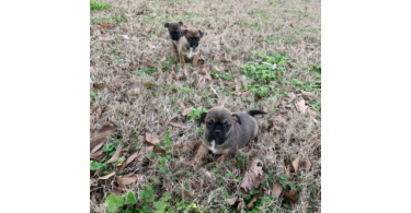 3 Cute Chug Puppies for sale