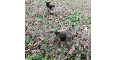 3 Cute Chug Puppies for sale