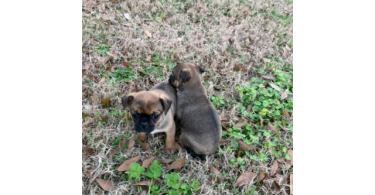 3 Cute Chug Puppies for sale