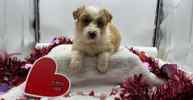 AKC Aussie puppies for sale