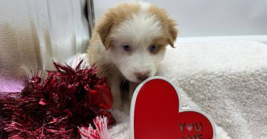 AKC Aussie puppies for sale