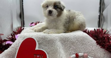 AKC Aussie puppies for sale