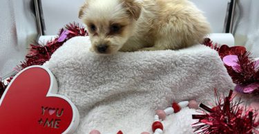 AKC Aussie puppies for sale