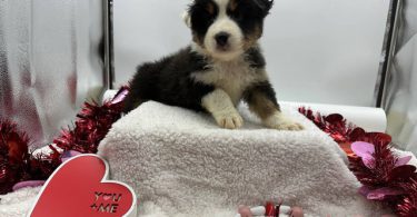 AKC Aussie puppies for sale
