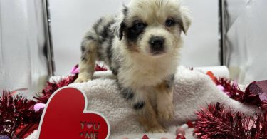 AKC Aussie puppies for sale