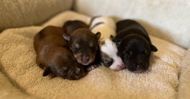 Toy Schnauzer and Havanese mix puppies for sale