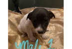 Jack Russell Terrier puppies for sale