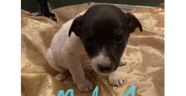 Jack Russell Terrier puppies for sale