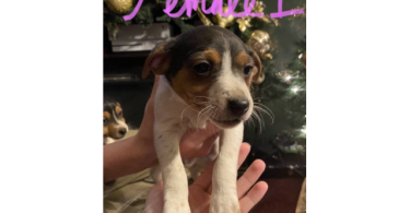 Jack Russell Terrier puppies for sale