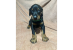 5 doberman pinscher puppies for sale
