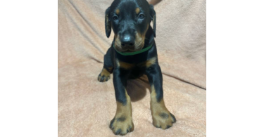 5 doberman pinscher puppies for sale