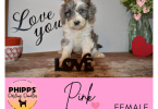 2 boy and 2 girl Sheepadoodle puppies