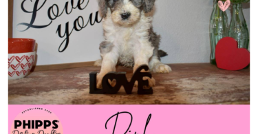 2 boy and 2 girl Sheepadoodle puppies