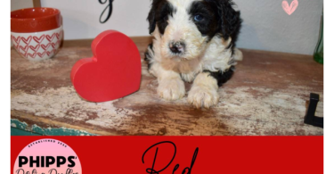 2 boy and 2 girl Sheepadoodle puppies