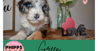 2 boy and 2 girl Sheepadoodle puppies