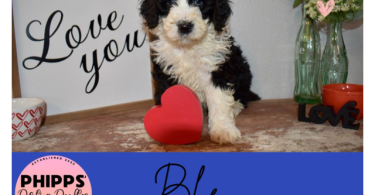 2 boy and 2 girl Sheepadoodle puppies