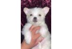 Fluffy white Shipoo puppy