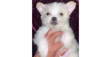 Fluffy white Shipoo puppy
