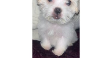 Fluffy white Shipoo puppy