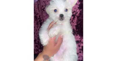 Fluffy white Shipoo puppy